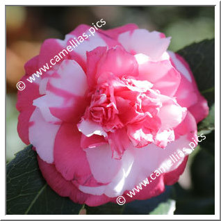 Camellia Japonica 'Daikagura'