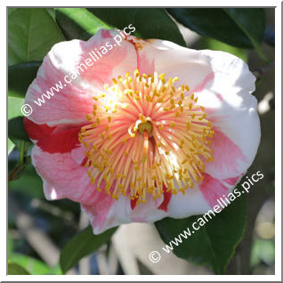 Camellia Camellia Japonica de Higo 'Daikanhô'