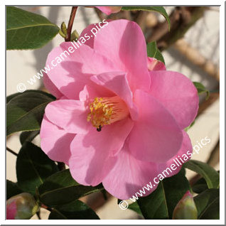 Camellia Hybrid C.x williamsii 'Daintiness'