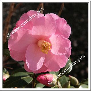 Camellia Hybride C.x williamsii 'Daintiness'