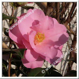 Camellia Hybride C.x williamsii 'Daintiness'