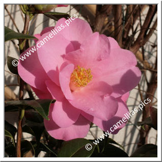 Camellia Hybrid C.x williamsii 'Daintiness'