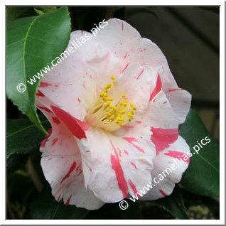 Camellia Japonica 'Dainty (California)'