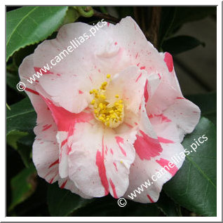 Camellia Japonica 'Dainty (California)'