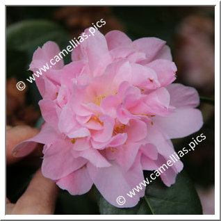 Camellia Hybrid 'Dainty Dale '