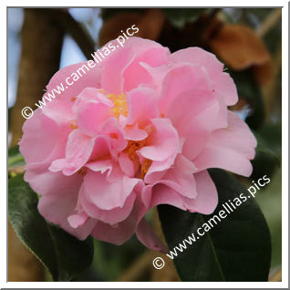 Camellia Hybrid 'Dainty Dale '