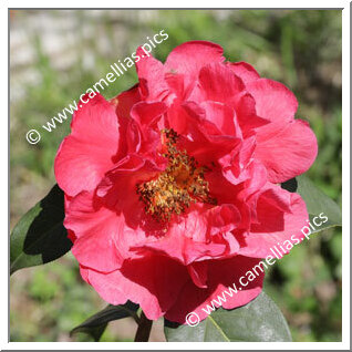 Camellia Reticulata 'Dali Cha'