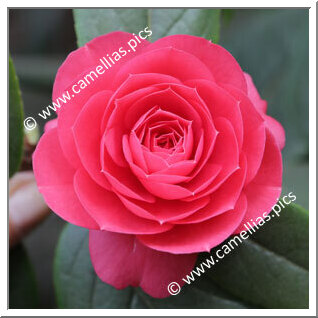 Camellia Hybrid 'Dalu Jiuqu'