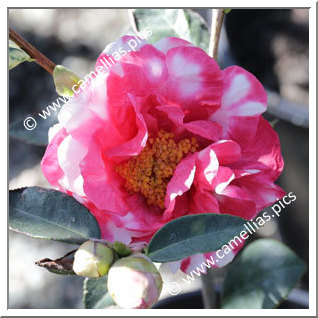Camellia Reticulata 'Damanao'