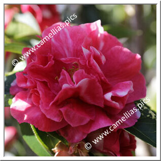 Camellia Reticulata 'Damanao'