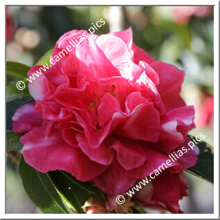 Camellia Reticulata 'Damanao'