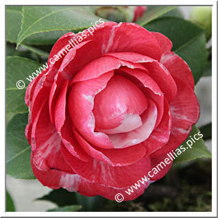 Camellia Japonica 'Daniel Webster'