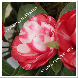 Camellia Japonica 'Daniel Webster'