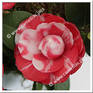 Camellia Japonica 'Daniel Webster'