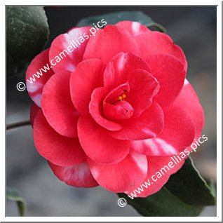 Camellia Japonica 'Darsi'