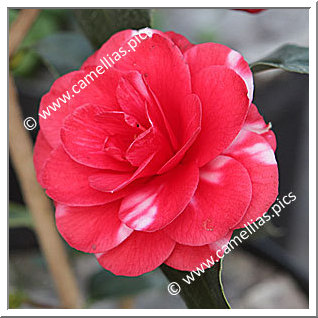 Camellia Japonica 'Darsi'