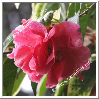 Camellia Reticulata 'Dataohong'