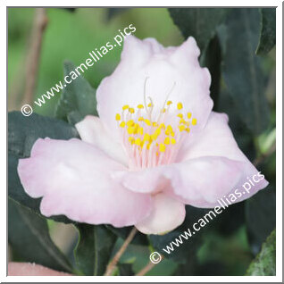 Camellia Hybride 'Dave's Weeper'