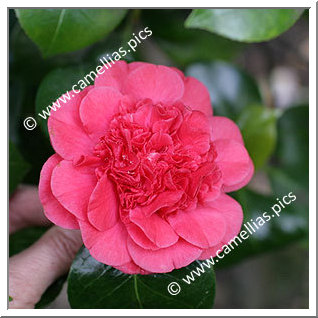 Camellia Japonica 'Daviesii'