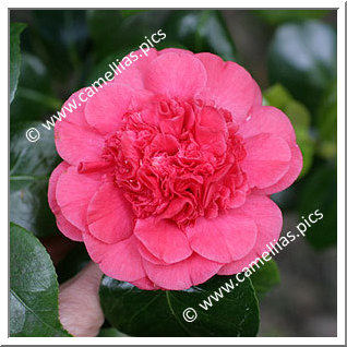 Camellia Japonica 'Daviesii'