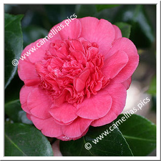 Camellia Japonica 'Daviesii'