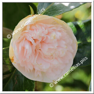 Camellia Japonica 'Mrs D.W. Davis Descanso'