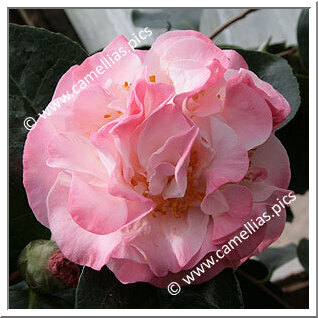 Camellia Japonica 'Dawn's Early Light'
