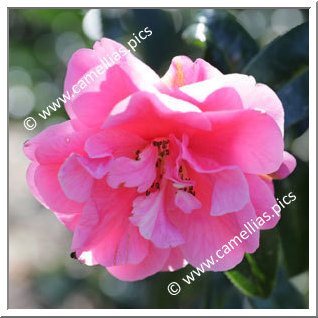 Camellia Reticulata 'Dayinhong'