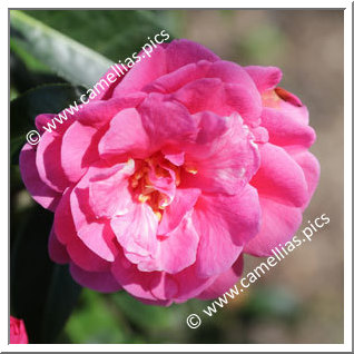 Camellia Reticulata 'Dayinhong'