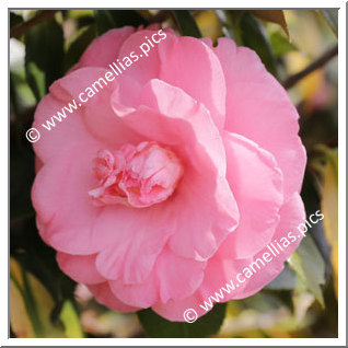 Camellia Japonica 'Dazzle'