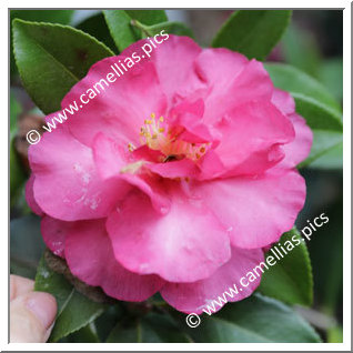 Camellia Sasanqua 'Dazzler'