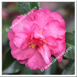 Camellia Sasanqua 'Dazzler'