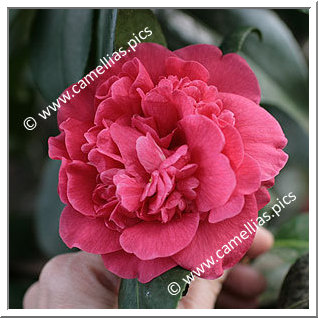 Camellia Japonica 'De Bugny'