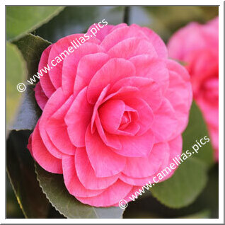 Camellia Japonica 'De la Reine Rosea'