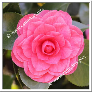 Camellia Japonica 'De la Reine Rosea'