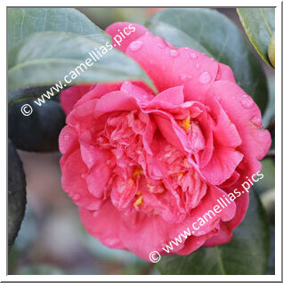 Camellia Japonica 'De Schone Van Het Leen '