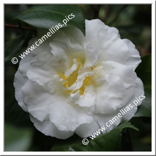 Camellia Japonica 'Dear Jenny'