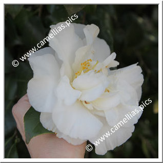 Camellia Japonica 'Dear Jenny'