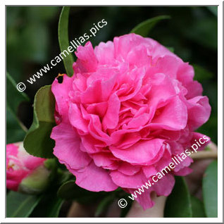 Camellia Hybride C.x williamsii 'Debbie'