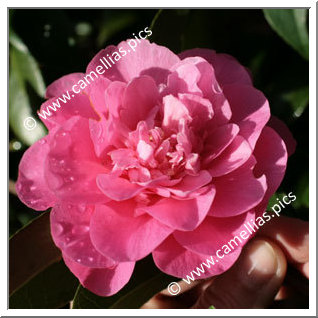 Camellia Hybrid C.x williamsii 'Debbie'