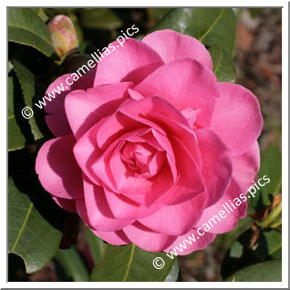 Camellia Hybrid C.x williamsii 'Debbie'