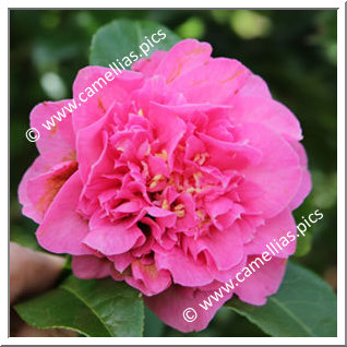 Camellia Hybride C.x williamsii 'Debbie's Carnation '