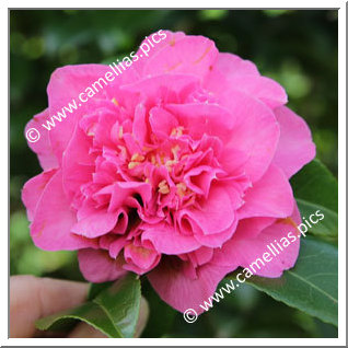 Camellia Hybride C.x williamsii 'Debbie's Carnation '