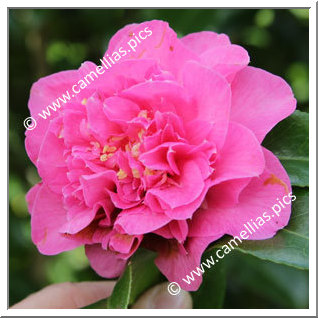 Camellia Hybride C.x williamsii 'Debbie's Carnation '
