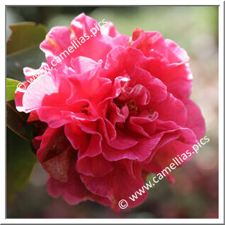 Camellia Hybride 'Debut'