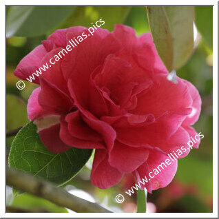 Camellia Hybride 'Debut'