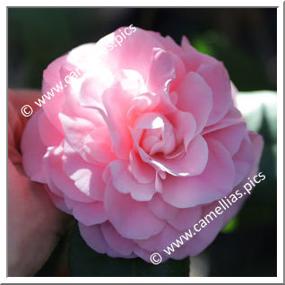 'Debutante'