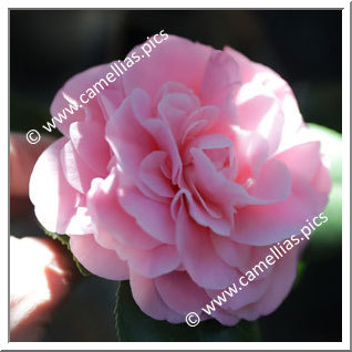 Camellia Japonica 'Debutante'