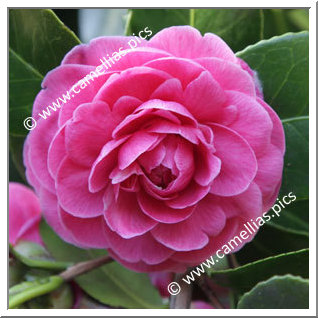 Camellia Japonica 'Duchesse Decazes Pink'