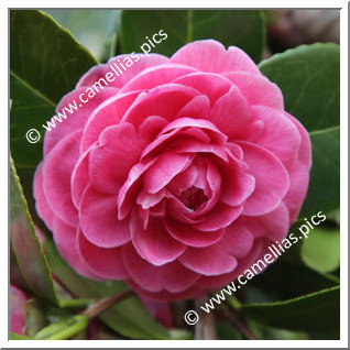 Camellia Japonica 'Duchesse Decazes Pink'